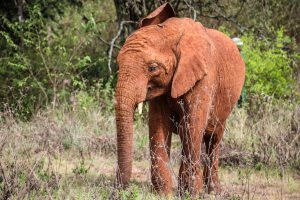 Kiombo (c) Sheldrick Wildlife Trust