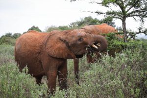 Kiombo (c) Sheldrick Wildlife Trust