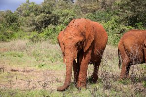 Kiombo (c) Sheldrick Wildlife Trust