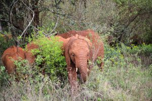 Kiombo (c) Sheldrick Wildlife Trust
