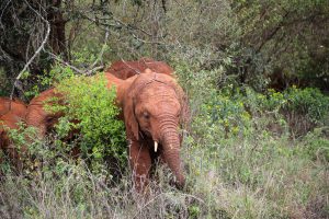 Kiombo (c) Sheldrick Wildlife Trust