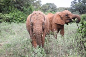 Kiombo und Kiasa (c) Sheldrick Wildlife Trust
