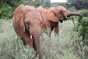 Kiombo und Kiasa (c) Sheldrick Wildlife Trust