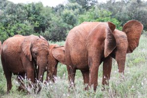 Kiombo und Maisha (c) Sheldrick Wildlife Trust