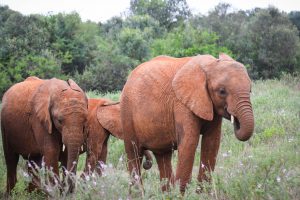 Kiombo und Maisha (c) Sheldrick Wildlife Trust