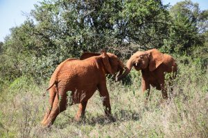 Kiombo und Maktao (c) Sheldrick Wildlife Trust