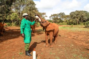 Larro (c) Sheldrick Wildlife Trust