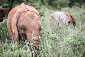 Larro (c) Sheldrick Wildlife Trust