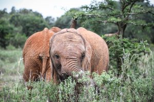 Larro (c) Sheldrick Wildlife Trust