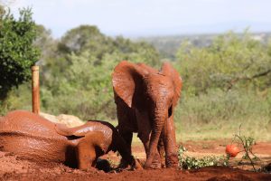 Larro (c) Sheldrick Wildlife Trust