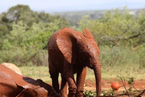 Larro (c) Sheldrick Wildlife Trust