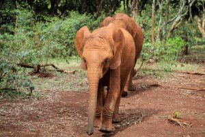 Larro (c) Sheldrick Wildlife Trust