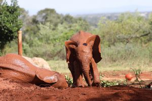 Larro (c) Sheldrick Wildlife Trust