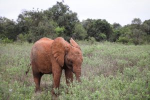 Larro (c) Sheldrick Wildlife Trust
