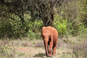 Larro (c) Sheldrick Wildlife Trust