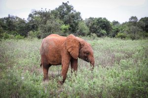 Larro (c) Sheldrick Wildlife Trust
