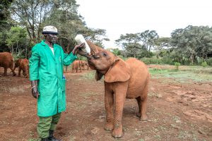 Larro (c) Sheldrick Wildlife Trust