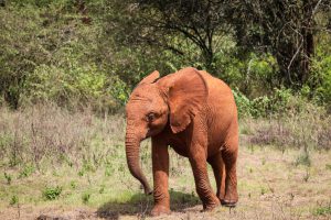 Larro (c) Sheldrick Wildlife Trust