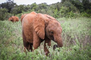 Larro (c) Sheldrick Wildlife Trust