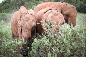 Larro, Mukkoka und Maisha (c) Sheldrick Wildlife Trust