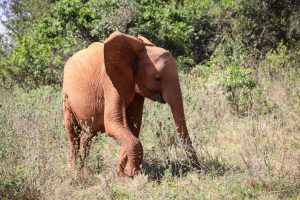 Maisha (c) Sheldrick Wildlife Trust