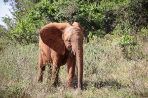 Maisha (c) Sheldrick Wildlife Trust