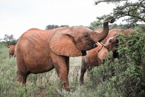 Maisha (c) Sheldrick Wildlife Trust