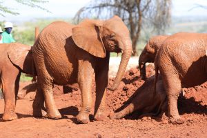 Maisha (c) Sheldrick Wildlife Trust
