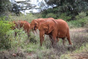 Maisha und Kiombo (c) Sheldrick Wildlife Trust