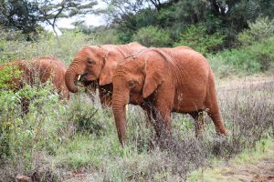 Maisha und Kiombo (c) Sheldrick Wildlife Trust