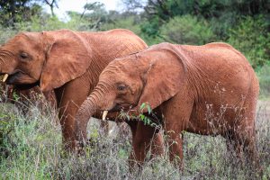 Maisha und Kiombo (c) Sheldrick Wildlife Trust