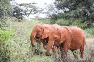 Maisha und Kiombo (c) Sheldrick Wildlife Trust