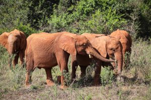 Maisha, Maktao und Mukkoka (c) Sheldrick Wildlife Trust
