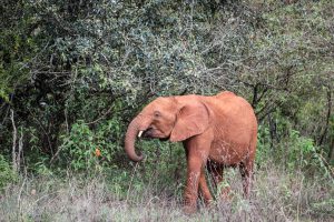 Maktao (c) Sheldrick Wildlife Trust