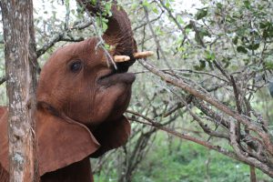 Maktao (c) Sheldrick Wildlife Trust