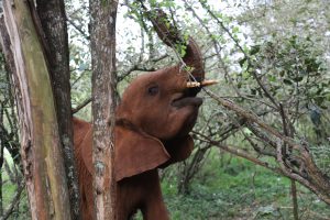 Maktao (c) Sheldrick Wildlife Trust