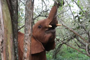 Maktao (c) Sheldrick Wildlife Trust