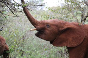 Maktao (c) Sheldrick Wildlife Trust