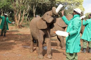 Maktao (c) Sheldrick Wildlife Trust