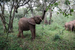 Maktao (c) Sheldrick Wildlife Trust