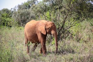 Maktao (c) Sheldrick Wildlife Trust