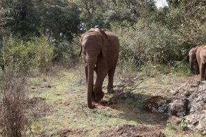 Maktao (c) Sheldrick Wildlife Trust