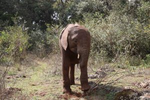 Maktao (c) Sheldrick Wildlife Trust