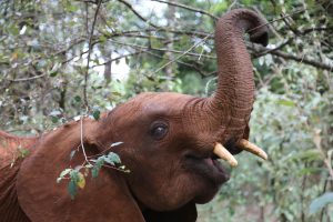 Maktao (c) Sheldrick Wildlife Trust