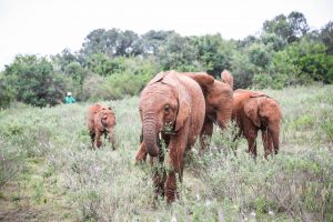 Maktao, Nabulu und Roho (c) Sheldrick Wildlife Trust
