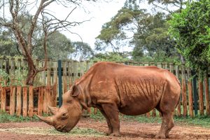 Maxwell (c) Sheldrick Wildlife Trust