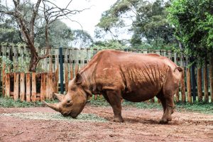 Maxwell (c) Sheldrick Wildlife Trust
