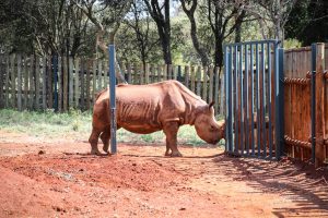 Maxwell (c) Sheldrick Wildlife Trust