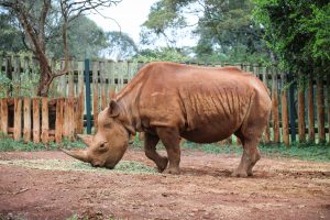 Maxwell (c) Sheldrick Wildlife Trust