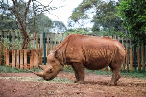 Maxwell (c) Sheldrick Wildlife Trust